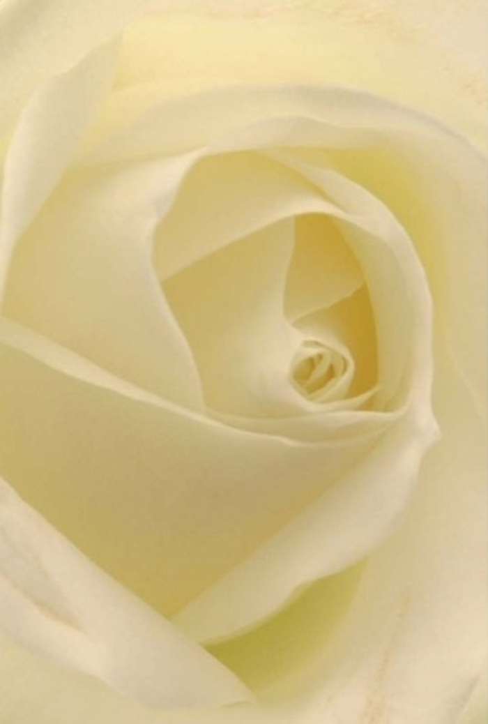 Draw close to this ivory-white rose and you'll notice its intricate structure-a living sculpture of flawless petals, each one layered in patient spirals that echo the rhythm of life in Biggin Hill. There's a luminous softness suffusing the bloom, with hints of cream and subdued gold that seem to capture the transient sunlight spilling through a High Street shop window. The innermost petals fold towards the heart, matte and cool, while the outer edges glow with a subtle, almost fragile light. Every element feels intentional, a reflection of both nature's wisdom and the skilled touch of a local florist. To the touch, it would be luxuriously smooth, a softness reminiscent of freshly laundered linens airing in an early breeze outside Cudham Valley. This rose's presence conveys a sense of quiet dignity ideal for a range of heartfelt occasions-from an elegant wedding in nearby Westerham to a thoughtful gesture for remembrance or reconciliation. The spiraled centre suggests purity, the arrangement calm resilience, and the overall effect is one of timeless serenity. This is the kind of bloom that graces significant tables and doorsteps throughout Biggin Hill, expressing emotions too deep for words. By choosing such a rose, you invite warmth, grace, and an enduring connection to those you cherish most in our community.