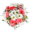 A flourish of locally inspired joy, this bouquet embodies Biggin Hill's welcoming charm in bloom. The composition opens with cheerful white daisies-sun-bright against a clean, uncluttered backdrop-each crowned by a vibrant lime-green center. Plush, coral-pink carnations tumble around them, their plush petals and gentle gradations of colour bringing to mind the animated gardens and flourishing hedgerows near Norheads Lane in springtime. Floating among the main blooms, pale baby's breath adds an enchanting weightlessness, while slender alstroemeria buds brushed with subtle purple and rose hues provide a sophisticated accent and a whisper of blooms yet to unfurl. Beneath the flowers, a tapestry of foliage-a blend of velvety eucalyptus and deeper, glossy greens-anchors the arrangement with soothing calm, echoing the nearby expanses of Greenacres. The entire bouquet is arranged in a harmonious round profile, radiating joy, renewal, and thoughtful intention. Created by skilled local hands, this arrangement offers a sensory snapshot of Biggin Hill's natural beauty, making it a perfect gift for marking special milestones, celebrating family moments, or simply brightening a quiet morning with fresh-cut wonder. Its light, uplifting palette and artful structure invite appreciation and gratitude, capturing the essence and heartfelt craftsmanship of Biggin Hill's flourishing community.